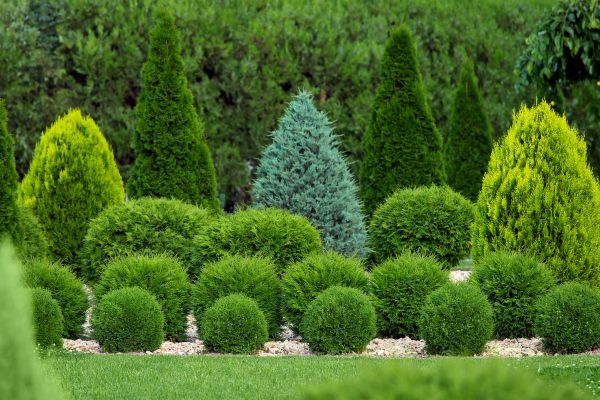 Cost of Bush Shaping Service in Yuma