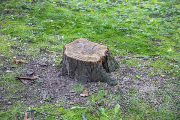 Bush Stump Removal in Yuma