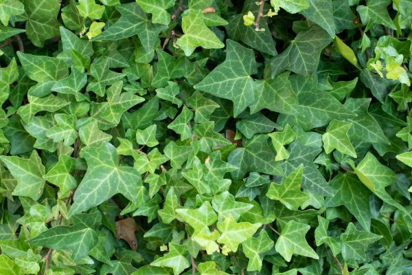 Cost of English Ivy Removal in Yuma