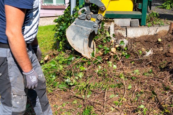 Hedge Removal Service in Yuma