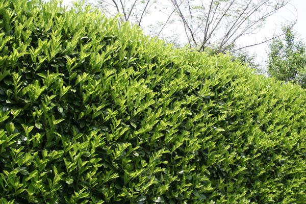 Laurel Removal in Yuma