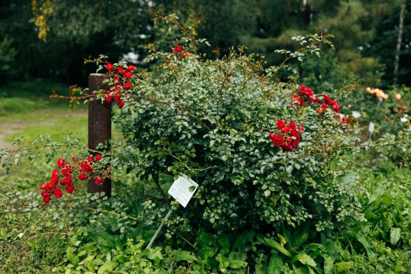 Cost of Rose Bush Removal in Yuma