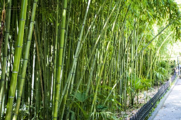 Cost of Bamboo Root Removal in Yuma