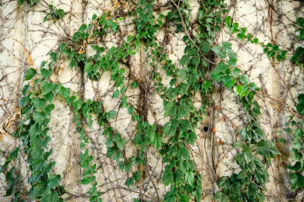 Cost of Vine Removal Service in Yuma