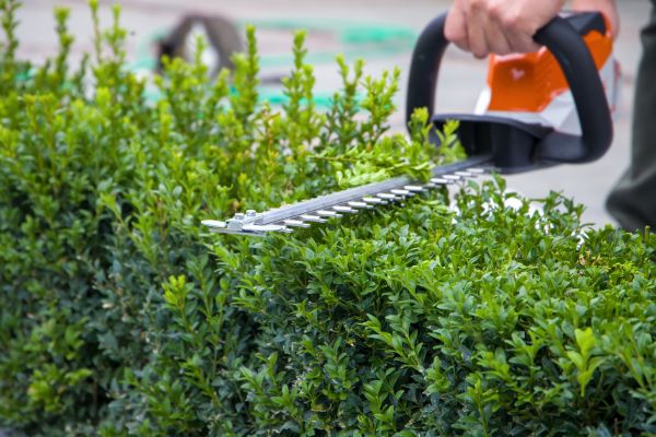 Hedge Shearing in Yuma