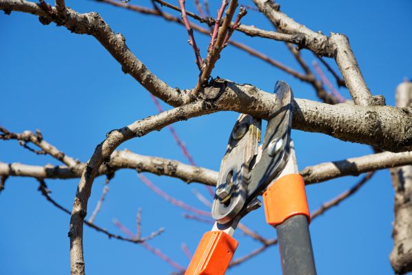 Selective Pruning in Yuma