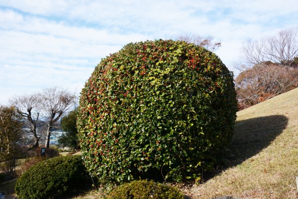 Cost of Holly Trimming in Yuma