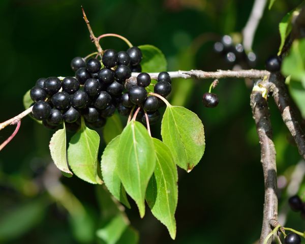Cost of Buckthorn Removal in Yuma