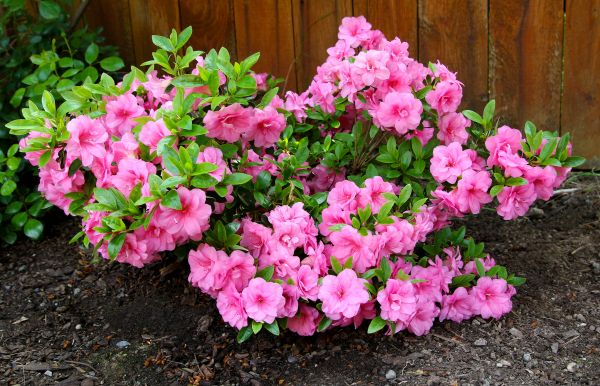 Cost of Azaleas Removal in Yuma
