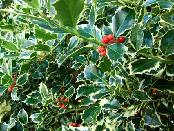 Cost of Holly Bushes Trimming in Yuma