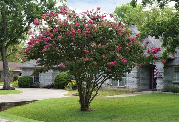 Crepe Myrtle Trimming in Yuma