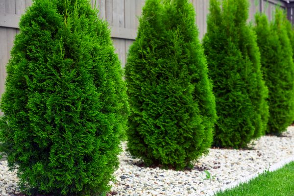 Cost of Arborvitae Removal in Yuma