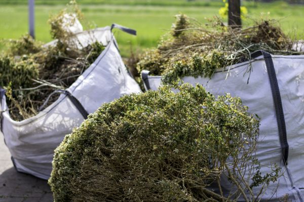 Cost of Shrubs Removal in Yuma