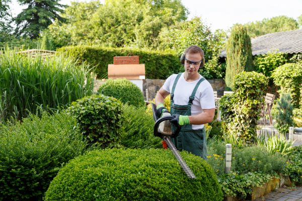Shrubs Trimming in Yuma