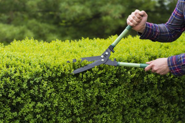 Cost of Evergreen Shrub Pruning in Yuma