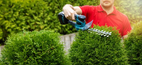Cost of Hedge Shaping Service in Yuma