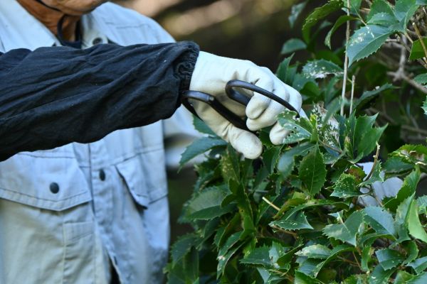 Holly Pruning in Yuma