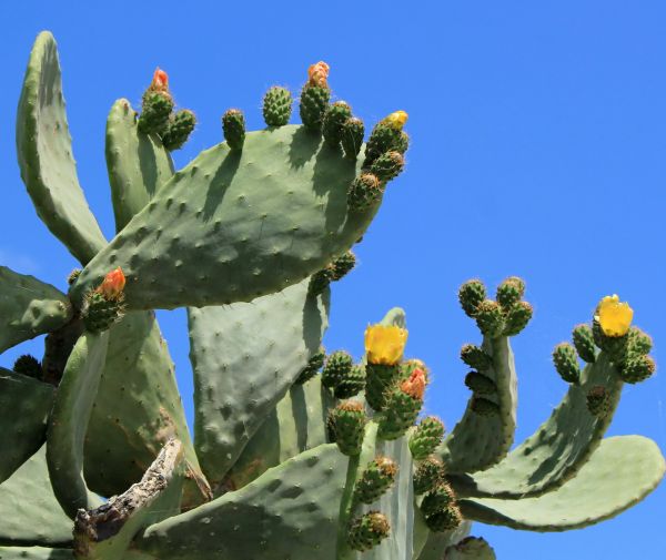 Cost of Cactus Removal in Yuma