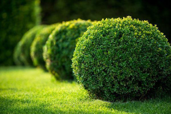 Cost of Boxwood Shaping in Yuma