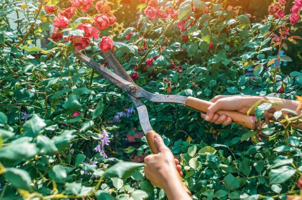 Knockout Roses Pruning in Yuma