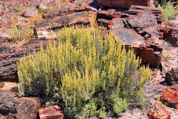 Sagebrush Removal in Yuma