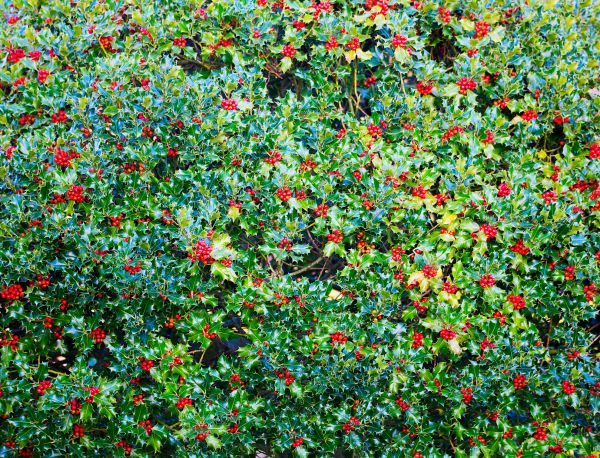Cost of Holly Bush Removal in Yuma