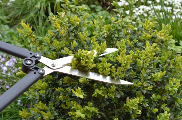 Cost of Boxwood Trimming in Yuma