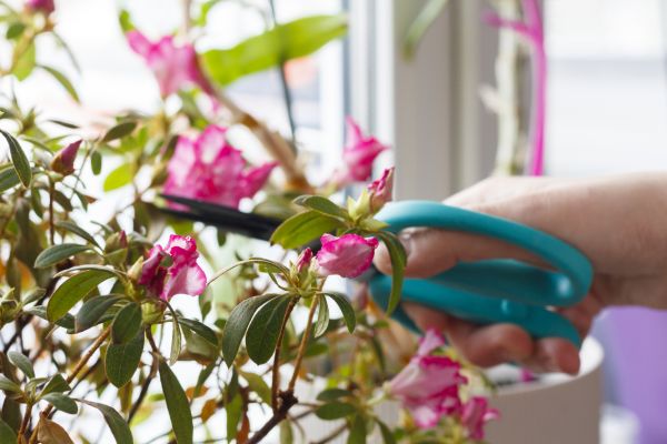 Azalea Pruning in Yuma
