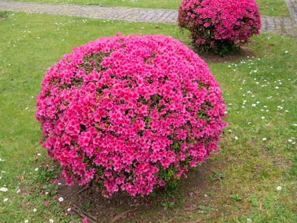 Cost of Rhododendron Pruning in Yuma