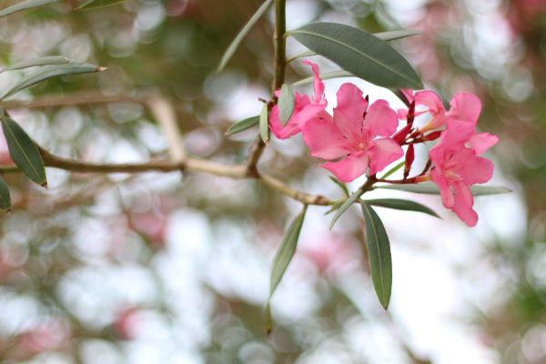 Oleander Removal in Yuma
