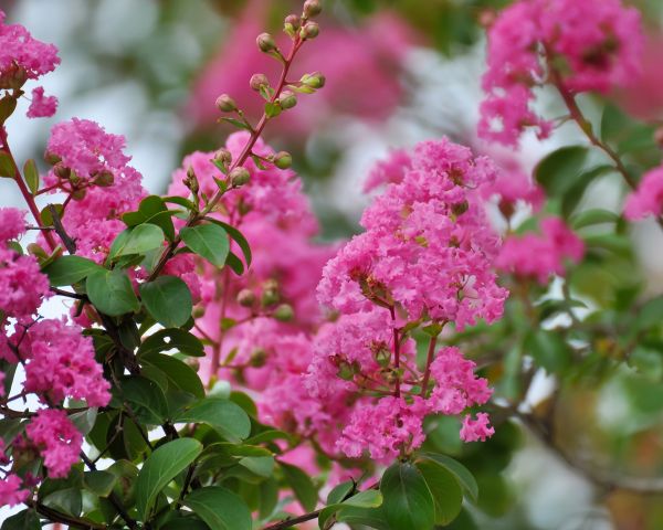 Cost of Crepe Myrtle Removal in Yuma