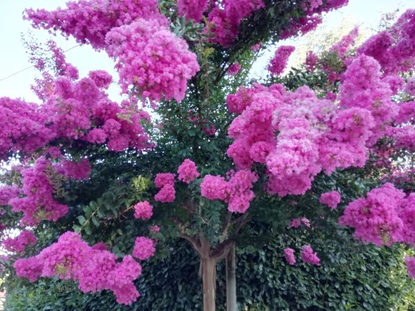 Cost of Crape Myrtle Pruning in Yuma
