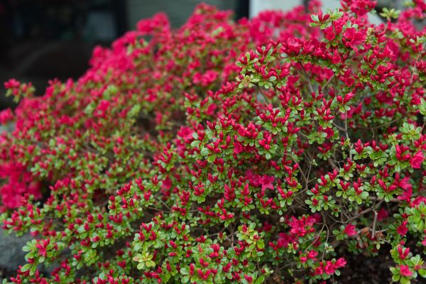 Cost of Weigela Removal Service in Yuma