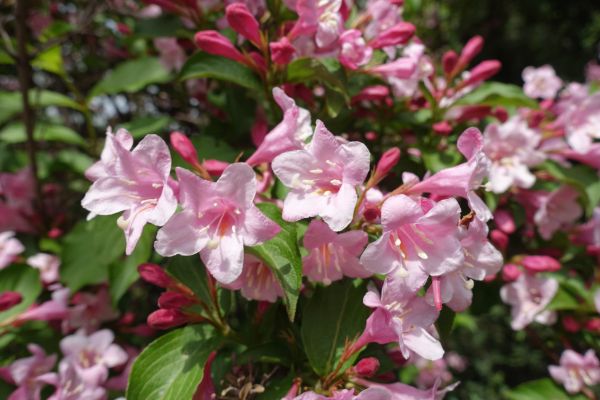 Cost of Weigela Pruning Service in Yuma