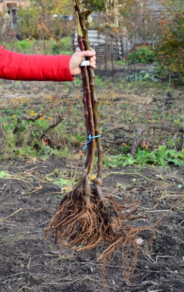 Cost of Shrub Root Removal in Yuma