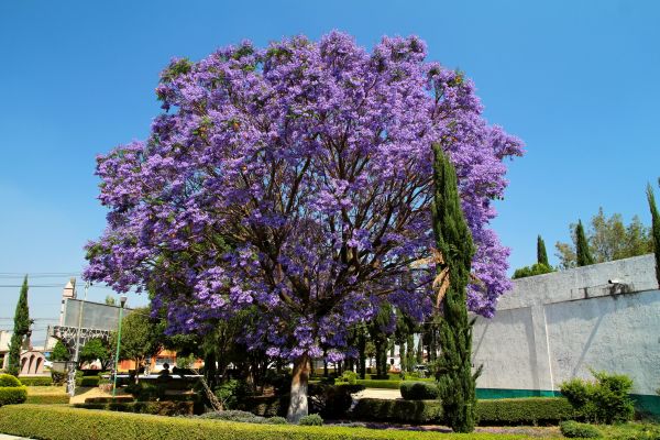 Jacaranda Pruning in Yuma