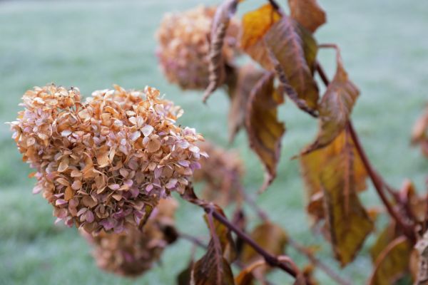 Cost of Hydrangea Removal in Yuma