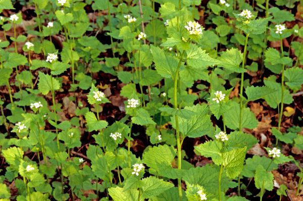 Garlic Mustard Removal in Yuma