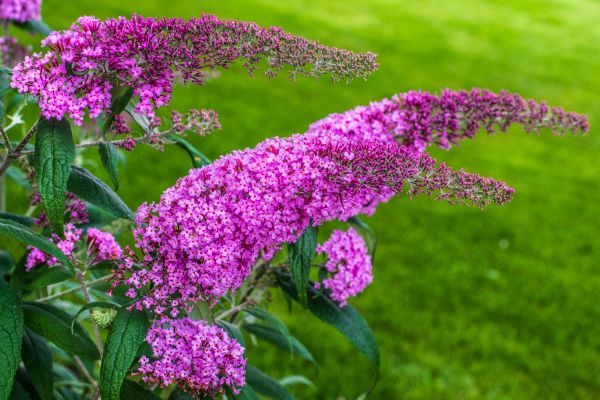 Butterfly Bush Removal in Yuma