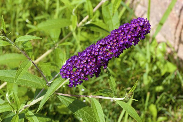 Butterfly Bush Pruning in Yuma