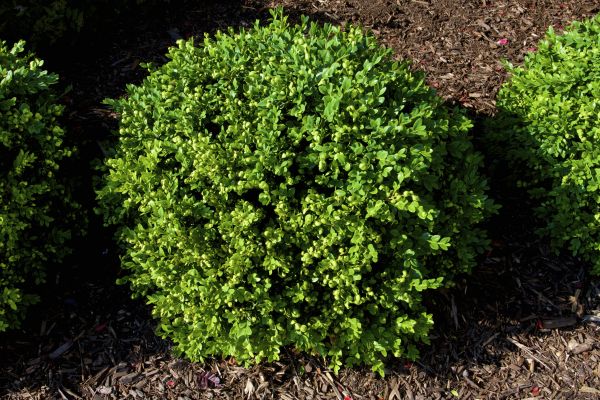 Boxwood Removal in Yuma