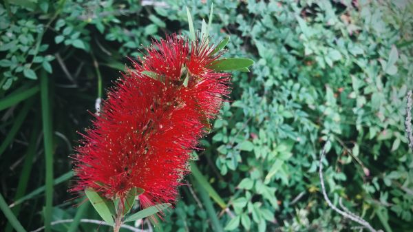 Cost of Bottlebrush Pruning in Yuma