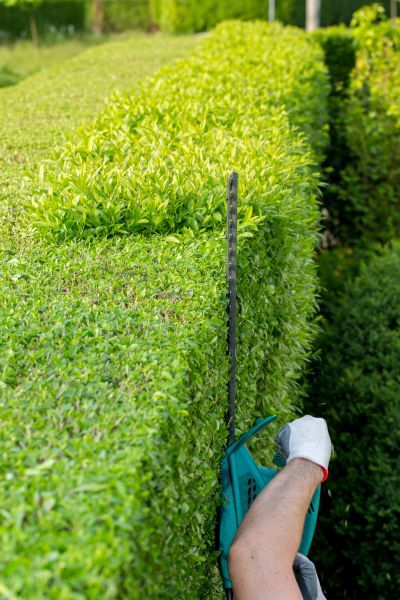 Hedge Trimming in Yuma