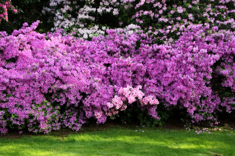 Azaleas Removal