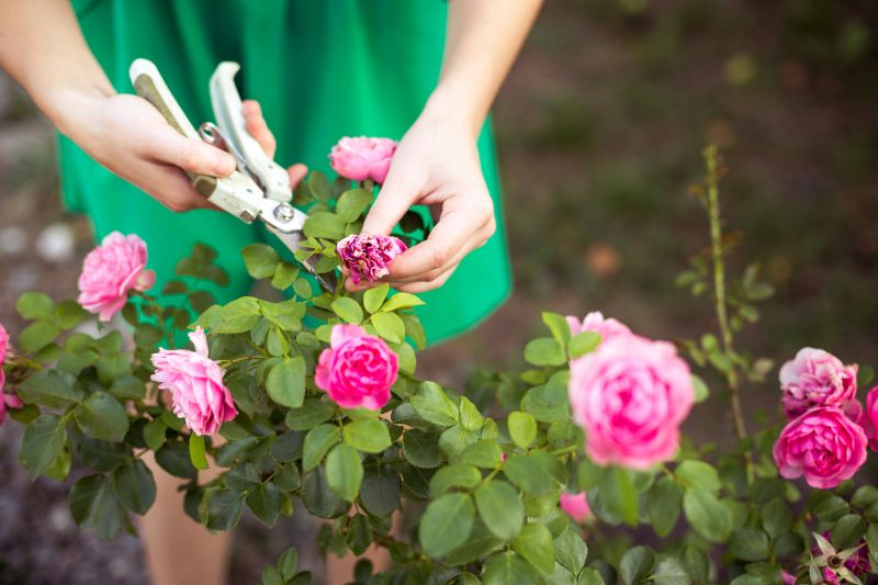 Rose Bush Pruning
