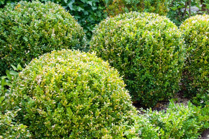 Decorative Shrubs in a Yard
