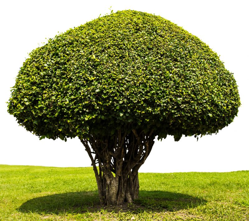 Trimmed Shrubs with Rounded Shapes